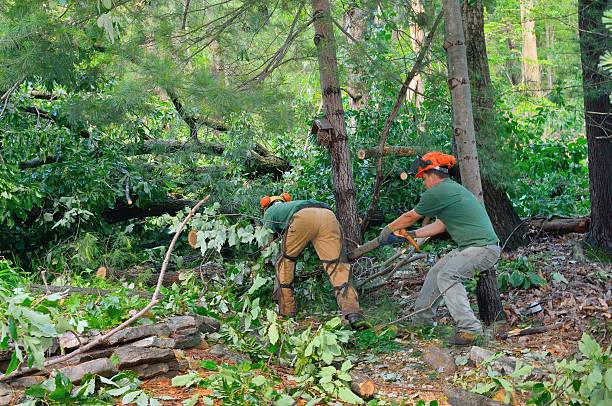 Best Lot and Land Clearing  in USA